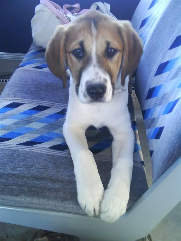 Blanding af racer Bella<3 billede 15