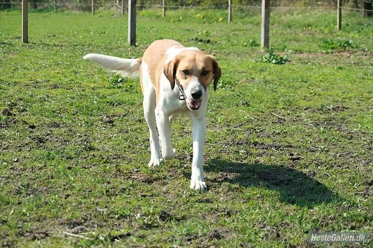 Blanding af racer Bella<3 - Nyt!!!  billede 16