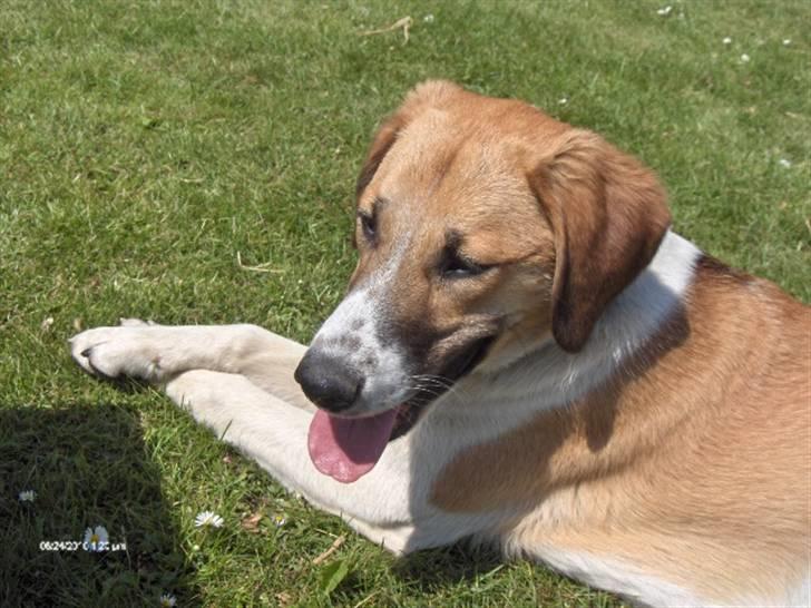 Blanding af racer Bella<3 billede 17