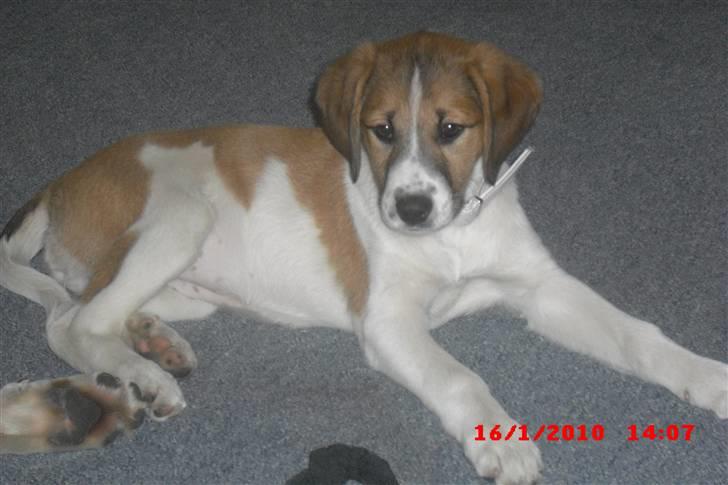 Blanding af racer Bella<3 billede 18