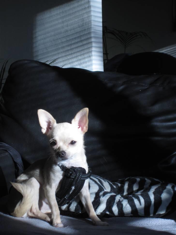 Chihuahua -.::.PaYa.::. billede 1