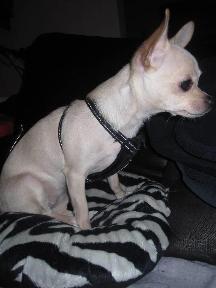 Chihuahua -.::.PaYa.::. billede 2
