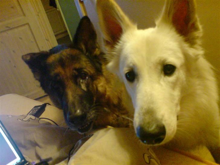 Schæferhund nicki *R.I.P* billede 1