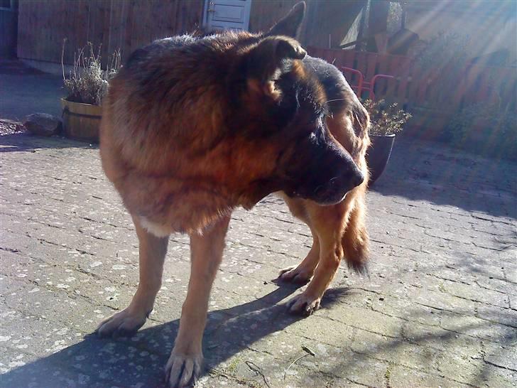 Schæferhund nicki *R.I.P* billede 2
