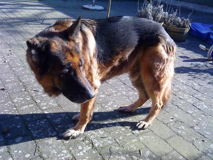 Schæferhund nicki *R.I.P* billede 3