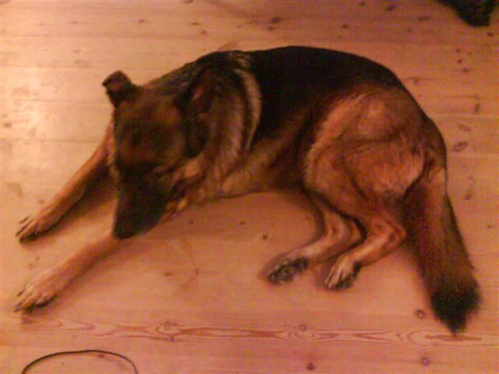 Schæferhund nicki *R.I.P* billede 4