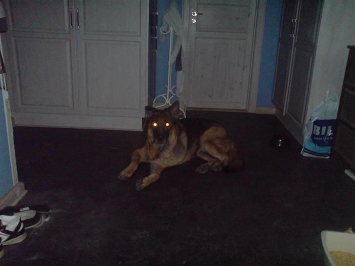 Schæferhund nicki *R.I.P* billede 5