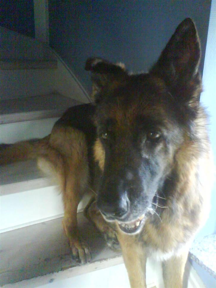 Schæferhund nicki *R.I.P* billede 6