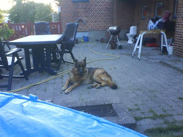 Schæferhund nicki *R.I.P* billede 7