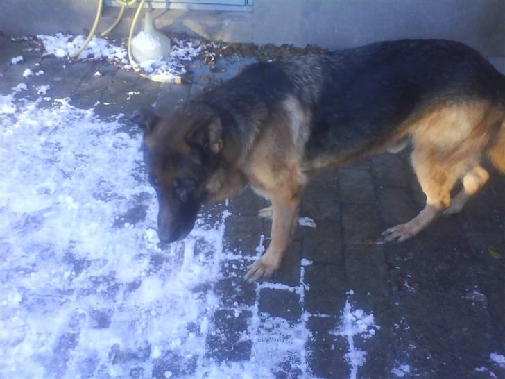 Schæferhund nicki *R.I.P* billede 8