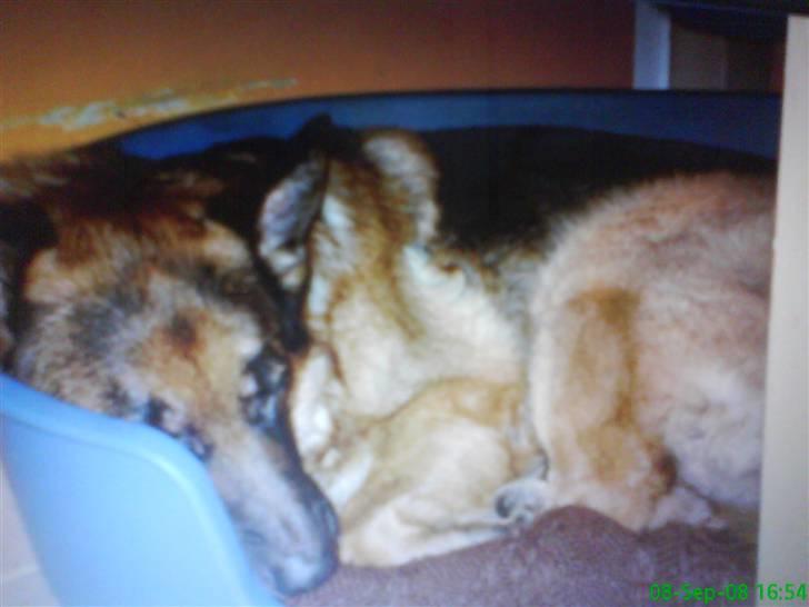 Schæferhund nicki *R.I.P* billede 9