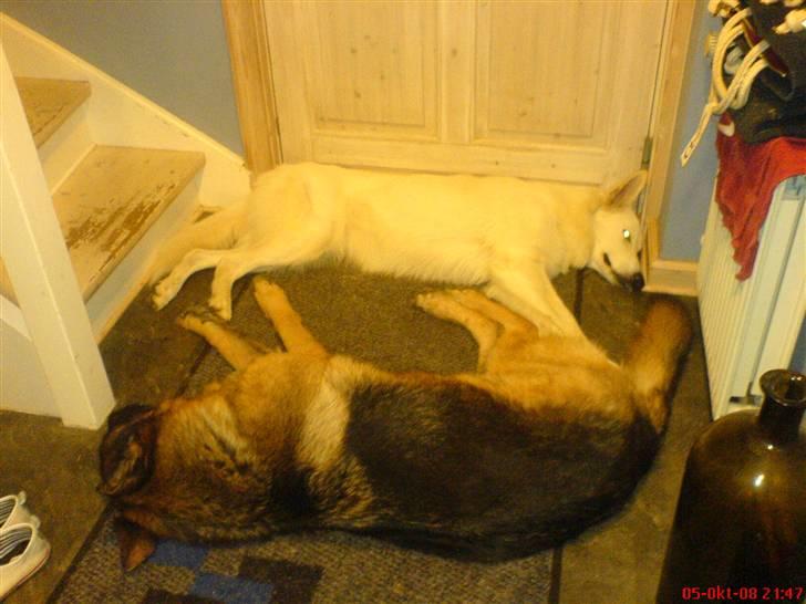 Schæferhund nicki *R.I.P* billede 10