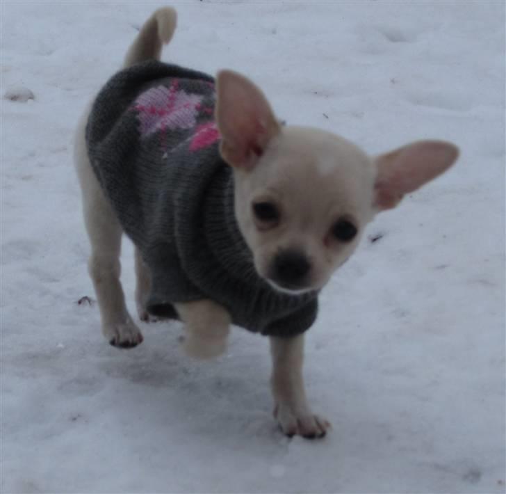 Chihuahua -.::.PaYa.::. billede 4