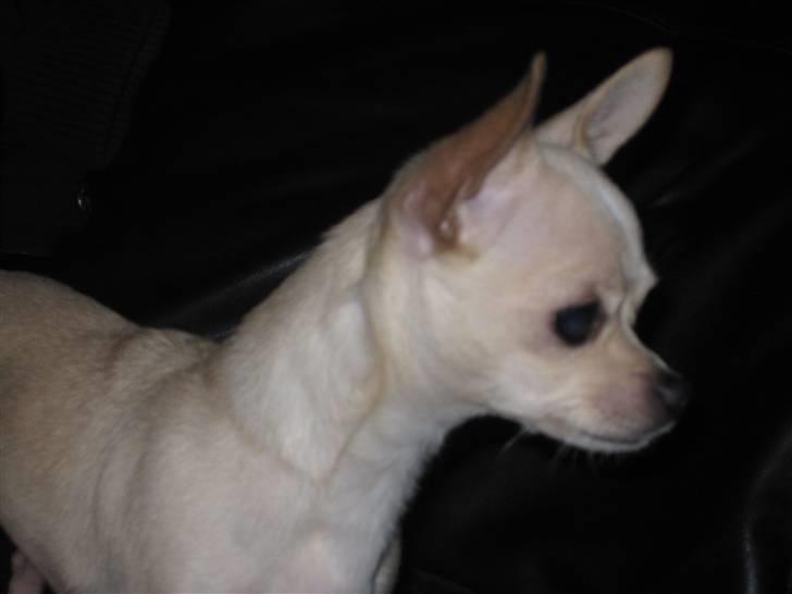 Chihuahua -.::.PaYa.::. billede 5