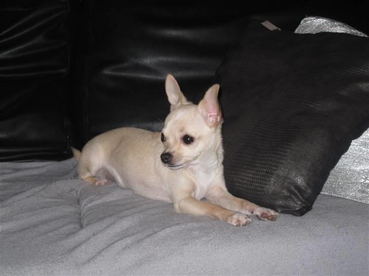 Chihuahua -.::.PaYa.::. billede 6