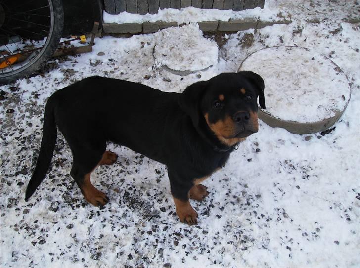 Rottweiler kiki billede 5