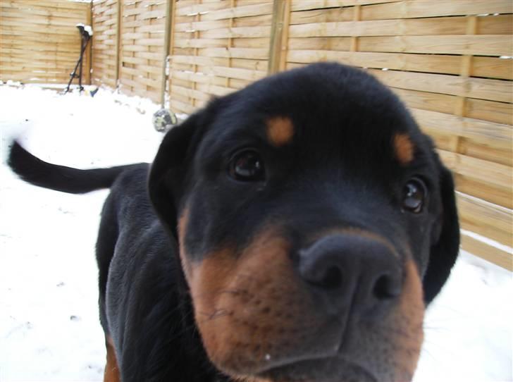 Rottweiler kiki billede 6