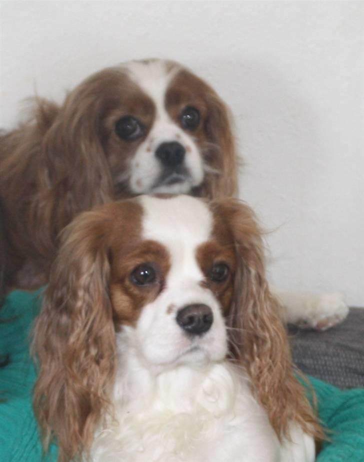 Cavalier king charles spaniel Buster R.I.P. 18/01-11 billede 20