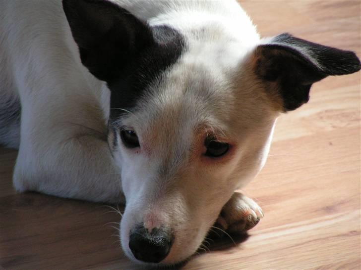 Jack russell terrier Nacho billede 1