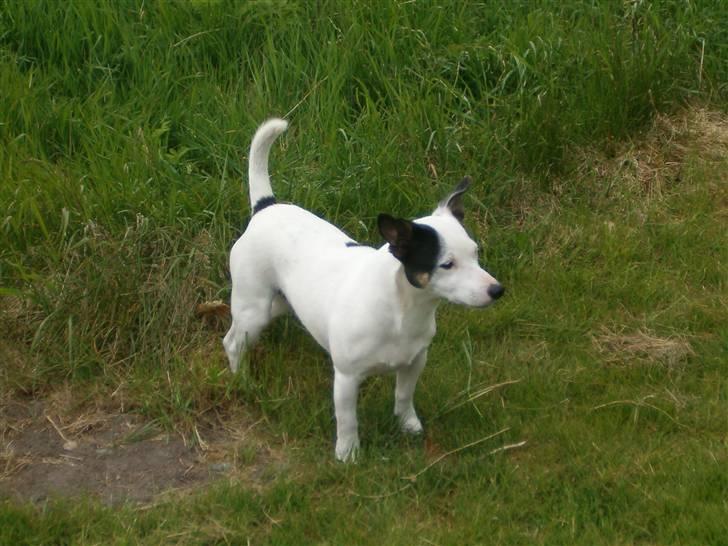 Jack russell terrier Nacho billede 2