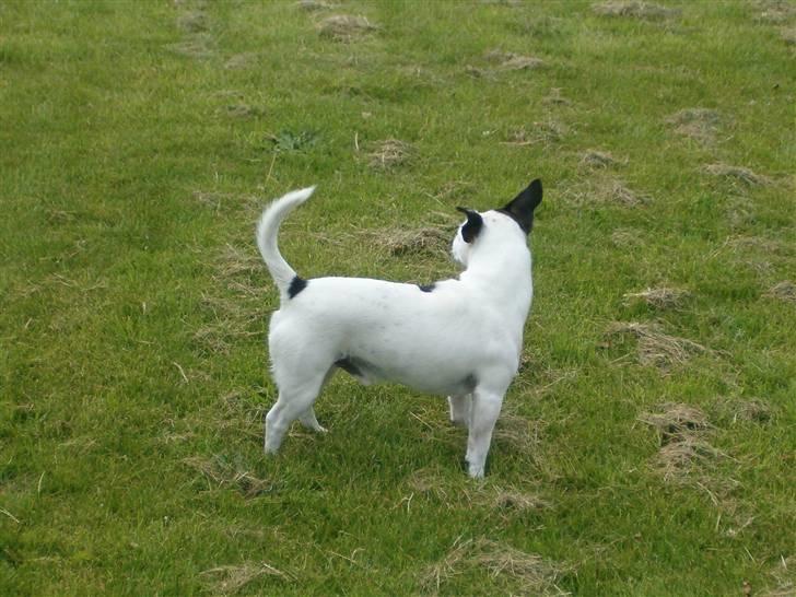 Jack russell terrier Nacho billede 3