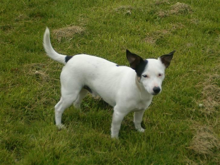 Jack russell terrier Nacho billede 4