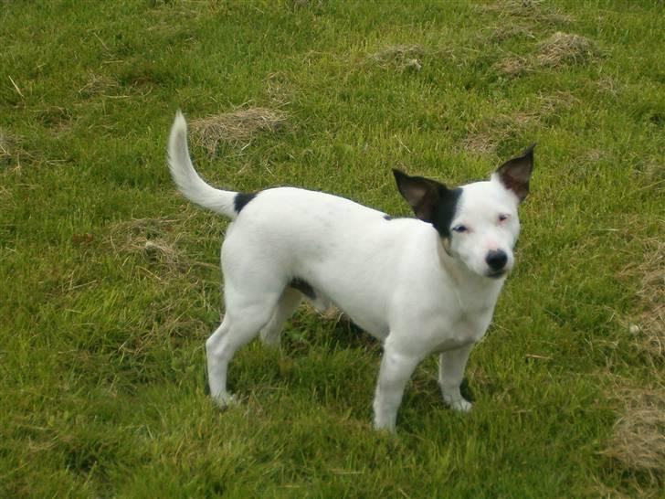 Jack russell terrier Nacho billede 5