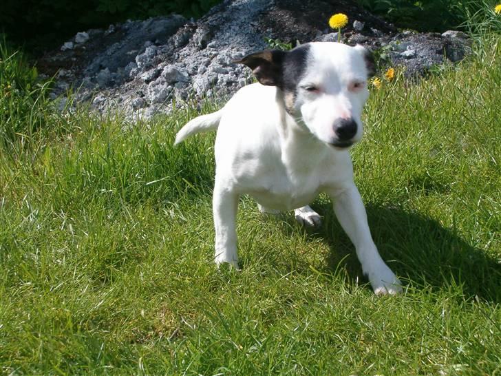 Jack russell terrier Nacho billede 6