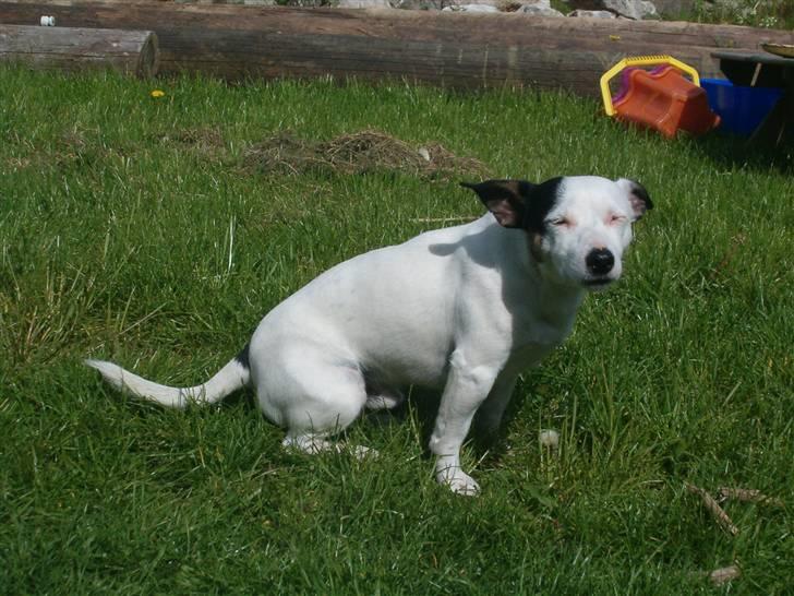 Jack russell terrier Nacho billede 7