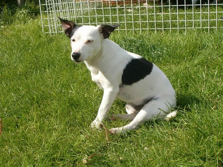 Jack russell terrier Nacho billede 8