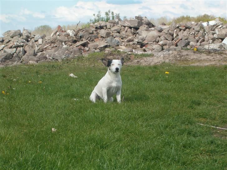 Jack russell terrier Nacho billede 9