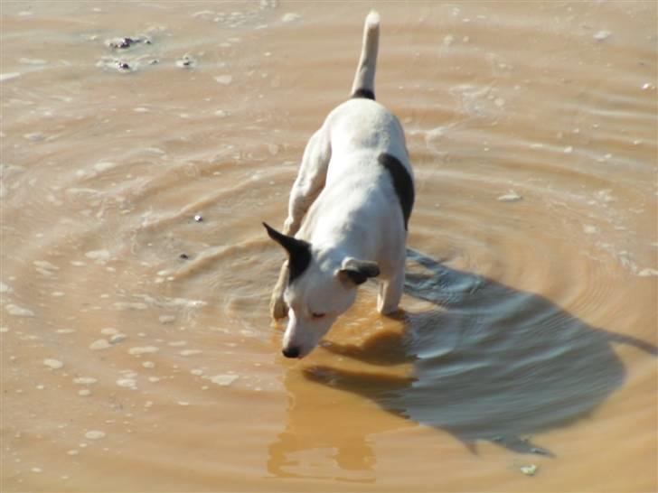 Jack russell terrier Nacho billede 10
