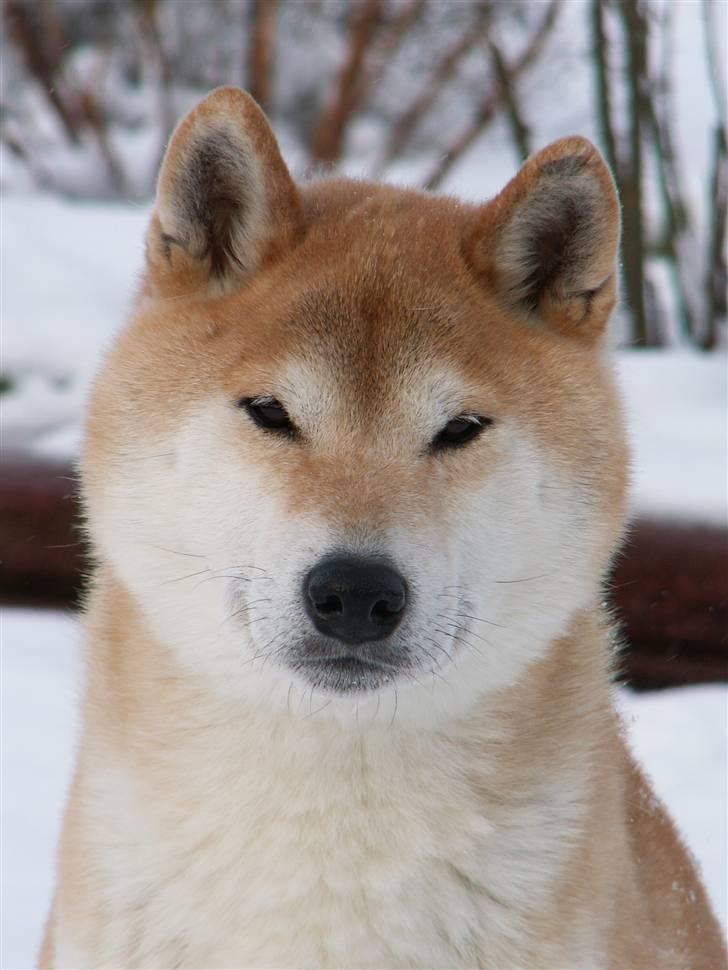 Shiba Fuji - Fuji er 11 år på dette billede billede 1