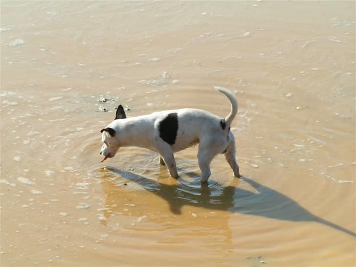 Jack russell terrier Nacho billede 11