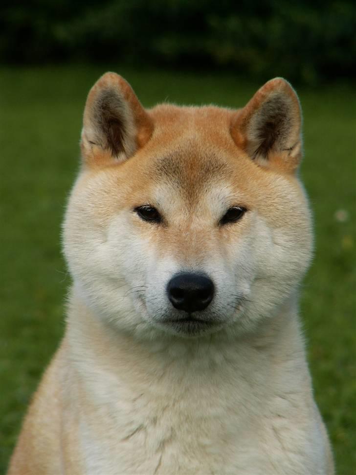 Shiba Fuji - Fuji er 9 år på dette billede billede 2