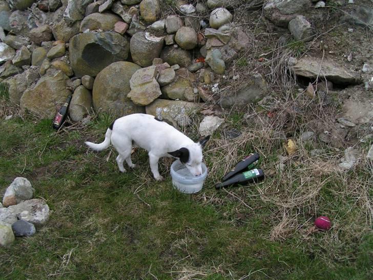 Jack russell terrier Nacho billede 12