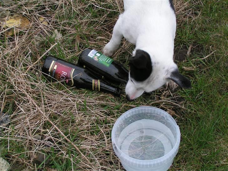 Jack russell terrier Nacho billede 13