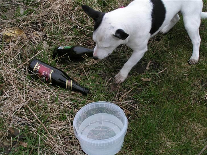 Jack russell terrier Nacho billede 14