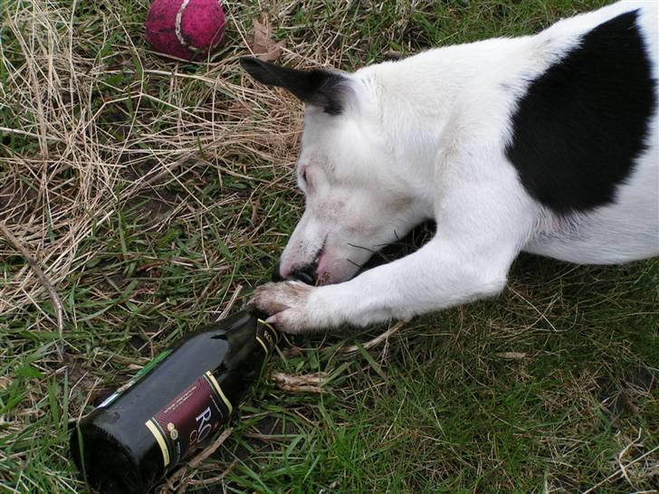 Jack russell terrier Nacho billede 16