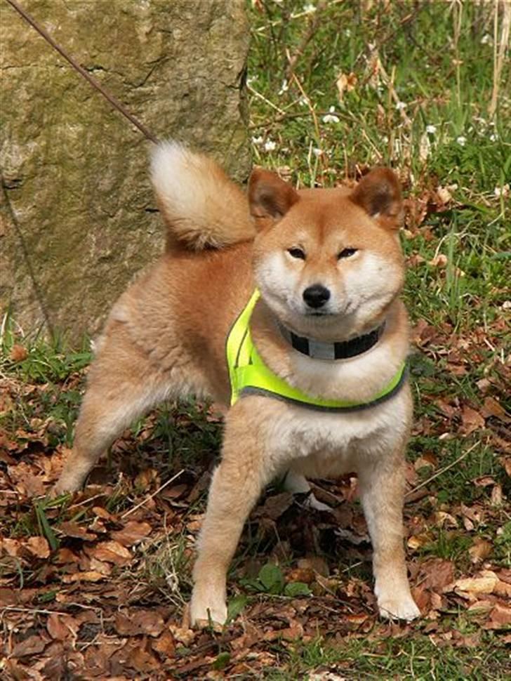 Shiba Maggi billede 1