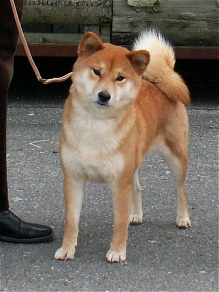 Shiba Maggi billede 2