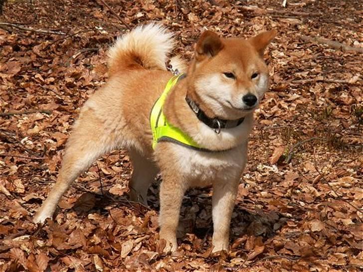 Shiba Maggi billede 3