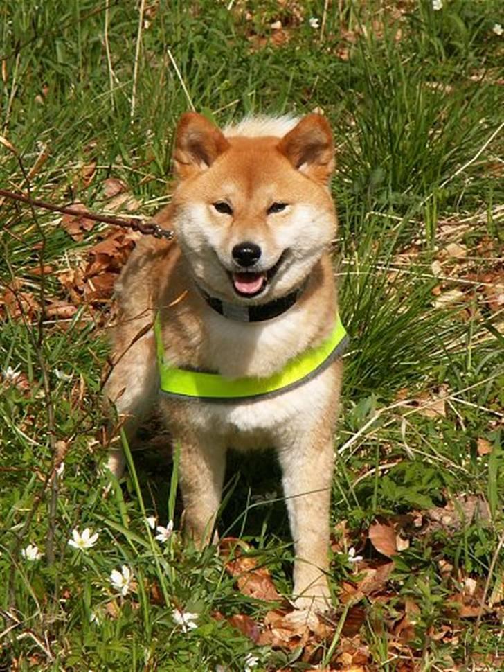 Shiba Maggi billede 4