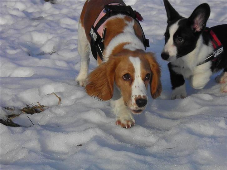 Blanding af racer Bubbi - Mig og Bianca <3 billede 18