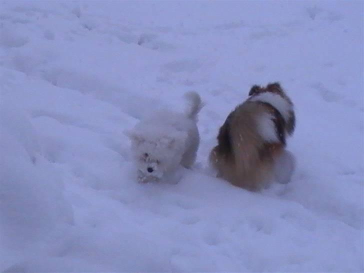 Shetland sheepdog Freja - død april 2014 - Jan 2010 - Freja med bedstevennen Enzo billede 19