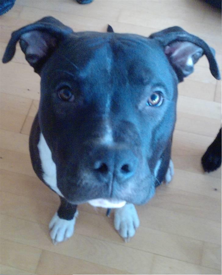 Amerikansk staffordshire terrier Chicco billede 18