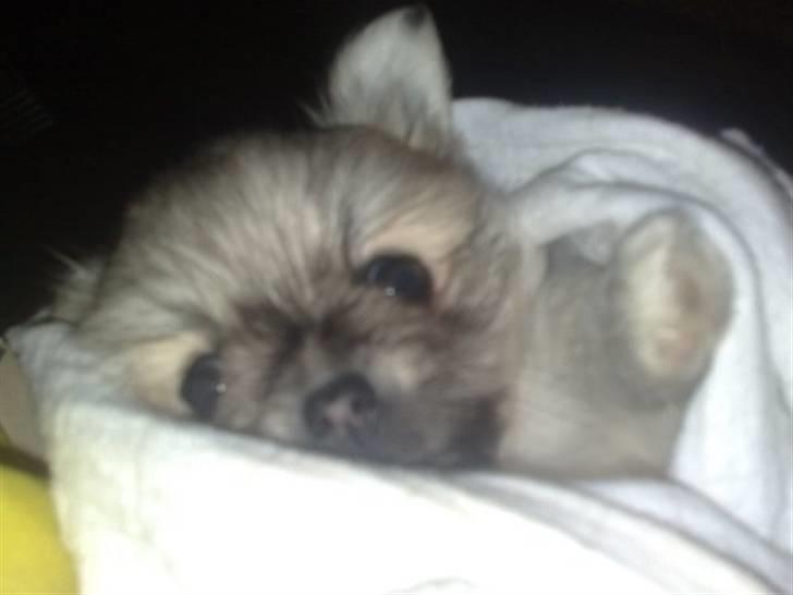 Chihuahua Tusse - lille oskar billede 20