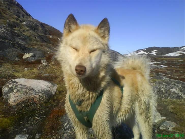 Grønlandshund Nivi - hvil i fred <3 - Nivi og Apa´s morfar, Lasse. Han er min gamle førerhan <3 Lille, men stærk. Tror, det er dér Nivi har farven fra (; billede 9