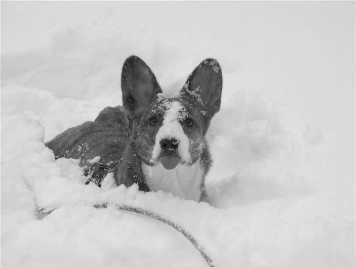 Welsh corgi cardigan Klunte - Så skal jeg da nok bare række tunge a dig..  billede 11