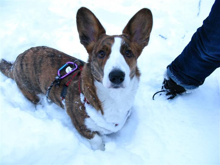 Welsh corgi cardigan Klunte - se bare hvorsmuk jeg er .... billede 12